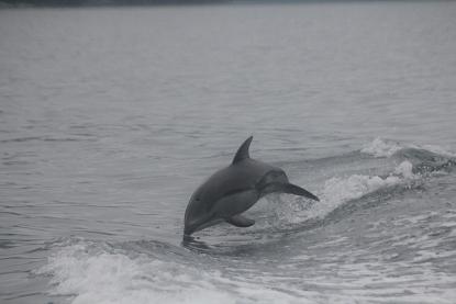 Pacific whiteside dolphins