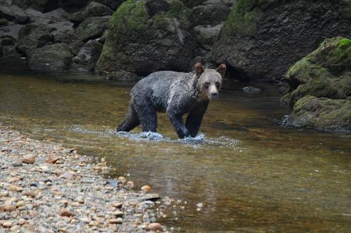 Grizzly bear river walker