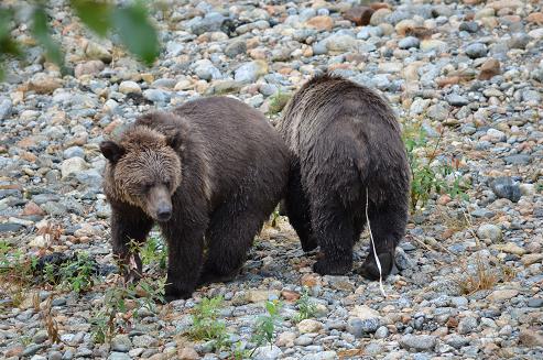 Grizzlies with Tape Worms 