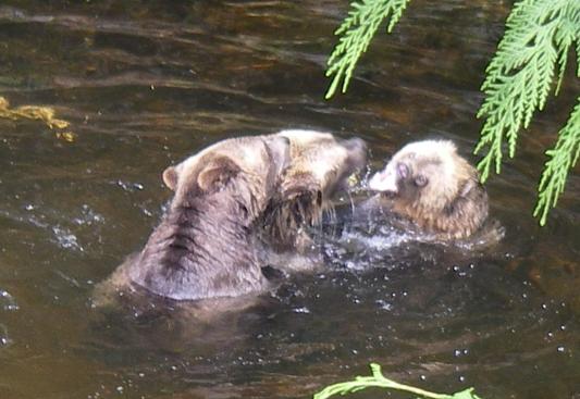 Grizzly bears fighting