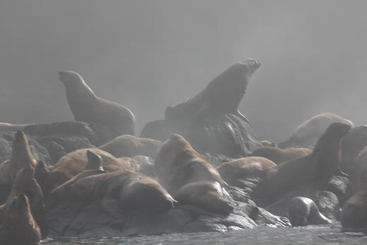 Stellar sea lions