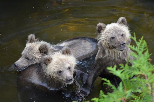 Grizzly bear triplets