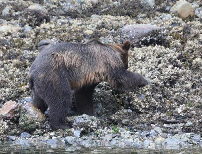 Grizzly Bear beach