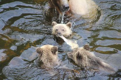 Grizzly cubs salmon over fight