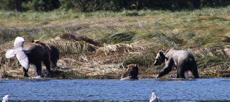 Grizzly bear family on river