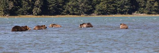 Grizzly Bears in river estuary