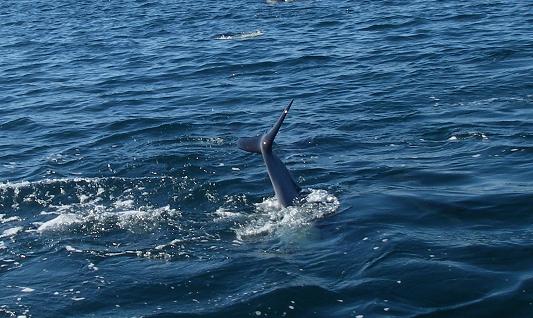 whitside dolphin tail