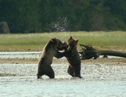 Grizzlies Fighting