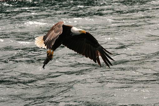 Bald eagle fishing