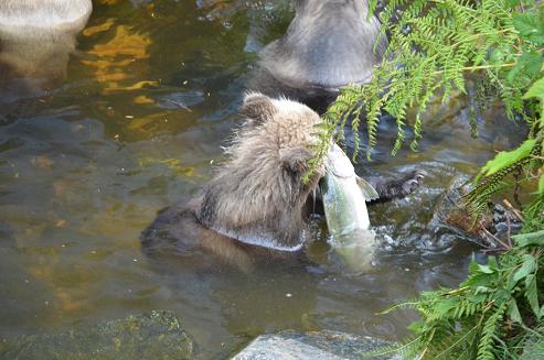 Cub catching salmon