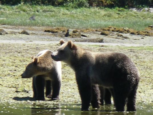 River Grizzly Bears
