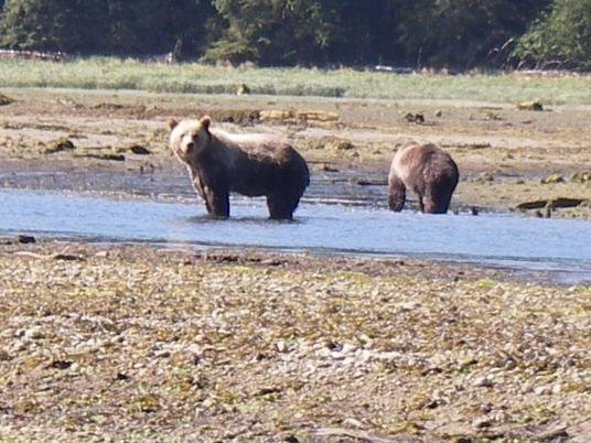 Estuary Grizzly Bears