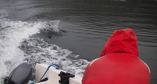 Dolphins following boat