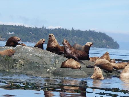 Sealions at haulout