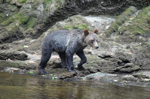 Grizzly walking he river