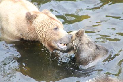 Grizzly mother and cub