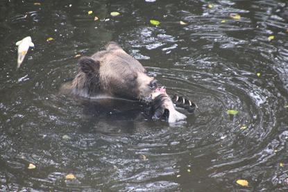 Salmon eating grizzly
