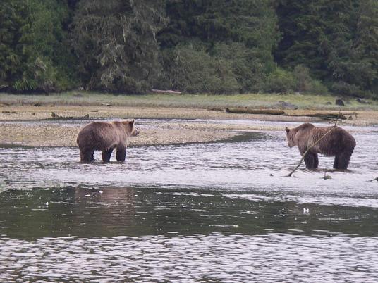 Grizzlies in River