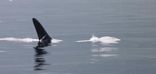 Killer Whale Surfacing