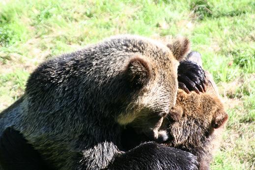 Grizzlies Play Fight