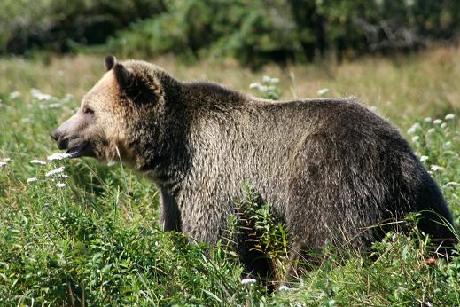 Large Grizzly Bear