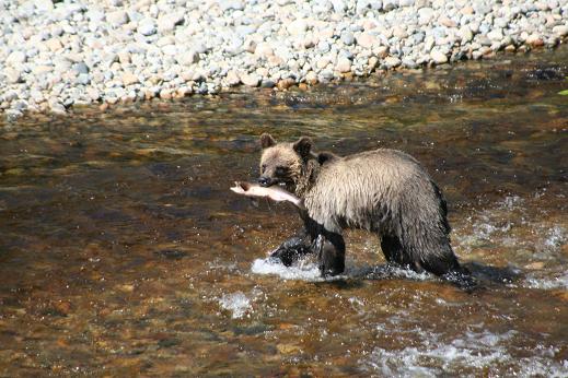 Grizzly caught Salmon 