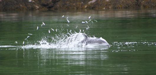 Dolphins feeding