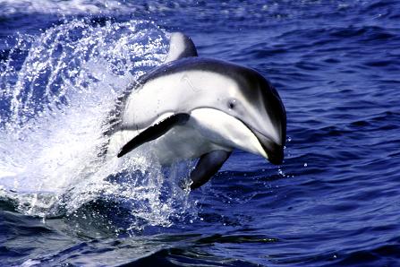 Pacific White Sides Dolphins