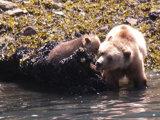 Spring grizzly bears