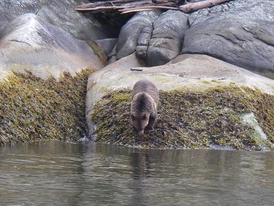 Grizzly along shore