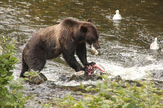 Grizzly bear Dining