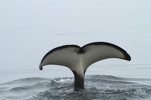 orca tail