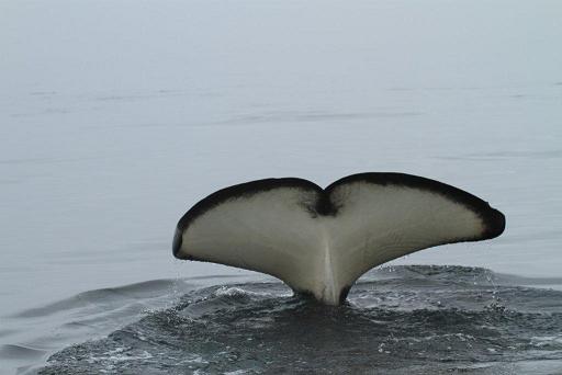 orca tail 