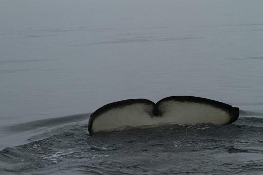 orca tail