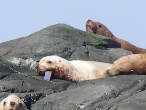 sea lions 