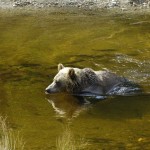 grizzly swimming