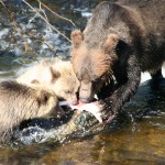 grizzly bear fishing
