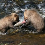 grizzly bear fishinggrizzly bear fishing