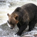 grizzly bear eating fish