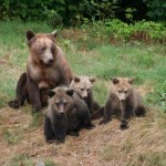 grizzly bear cubs