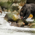 bear eating fish