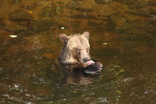 grizzly eating