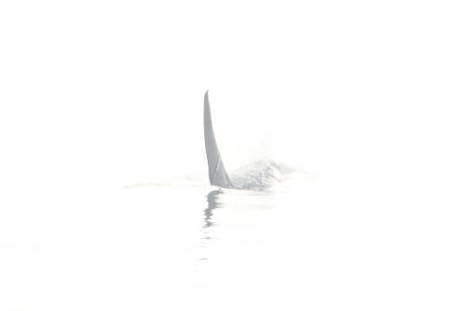 orca fog