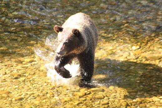 grizzly fishing
