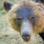 Grizzly Bear Face
