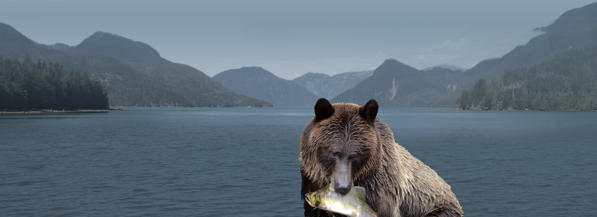 grizzly eating salmon