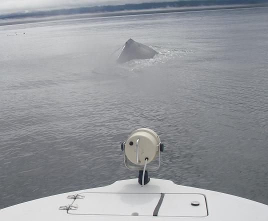 Humpback whale Bow