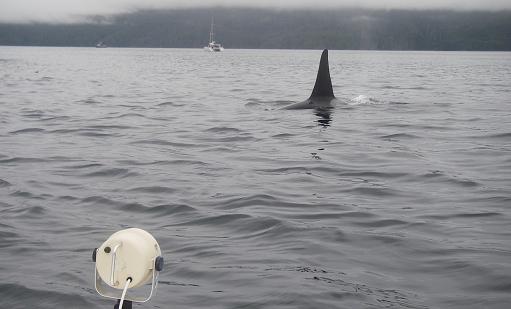 orca interesting 