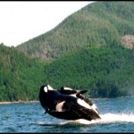killer whale breaching