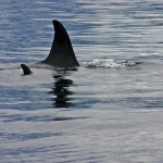 killer whale watching